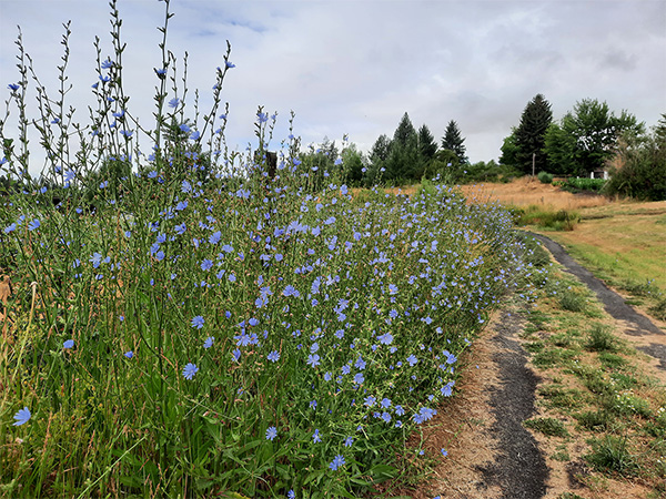 A chicory boarder along a driveway.
