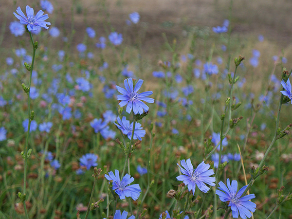 A field of blue chicory flowers.