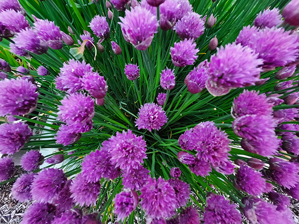 Purple flowers of chives.