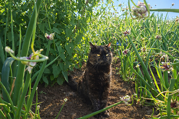 Wotsie the cat sitting next to a catnip plant in the Egyptian Walking Onion garden.