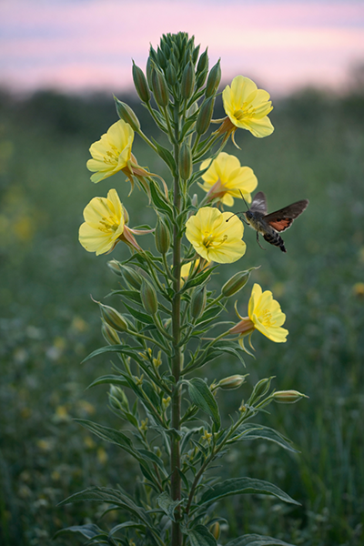 Evening primrose with hummingbird moth pollinator.