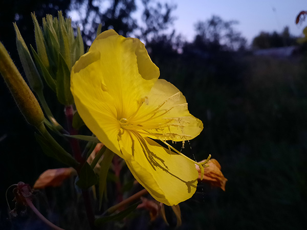 Sticky pollen in the flower of evening primrose.