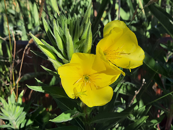 Evening Primrose