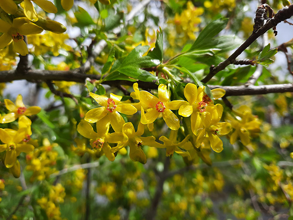 Yellow flowers of the golden currant bush.