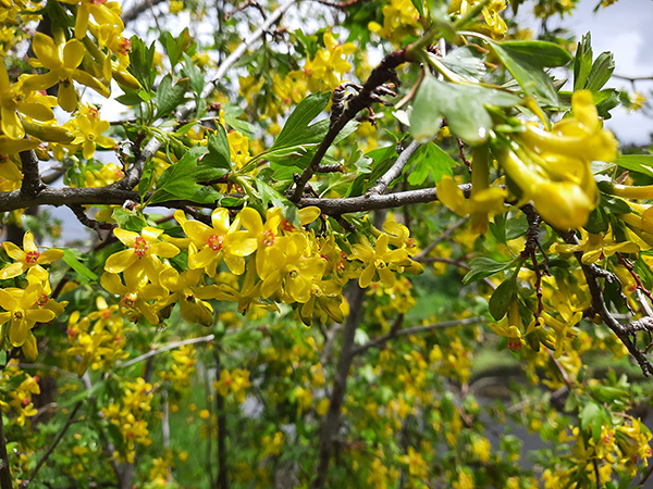 Ribes aureum yellow flowers.
