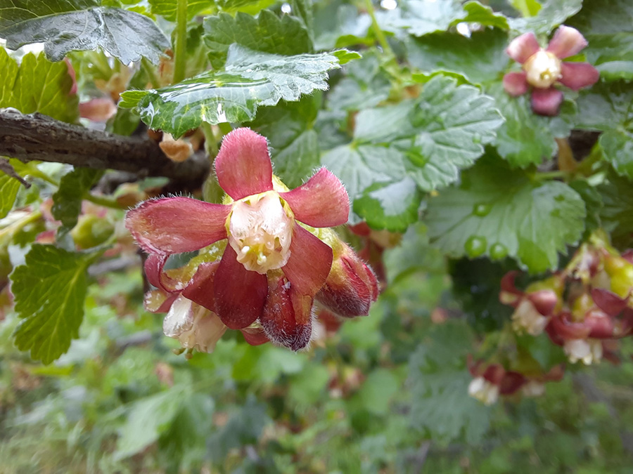 Jostaberry (Ribes × nidigrolaria) — flower.