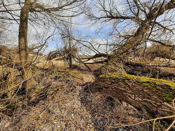 Massive trunks of an old Pacific Willow.