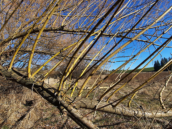 Bright yellow Pacific Willow branches.