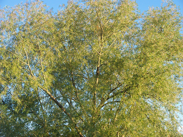 Pacific Willow (Salix lucida ssp. lasiandra) — a fast-growing native tree with glossy leaves, flexible branches, and strong ecological value in riparian and wetland plantings.