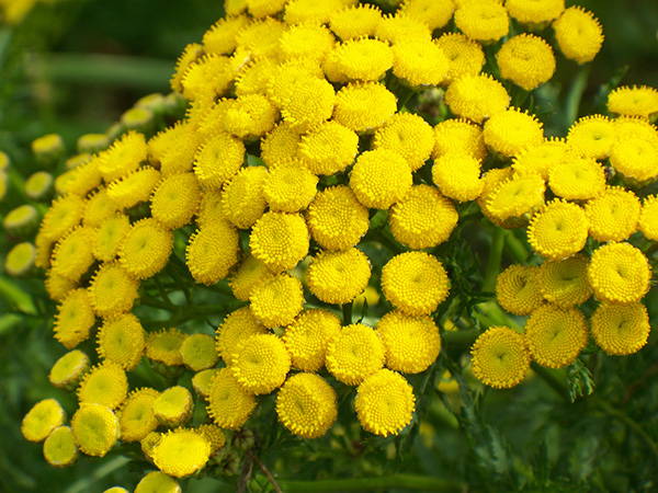 Tansy (Tanacetum vulgare) — golden-yellow flower buttons.