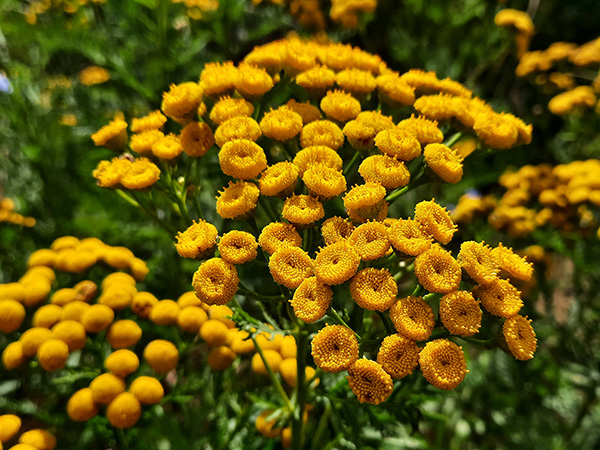 Tansy (Tanacetum vulgare) — bright yellow, button-like flowers.