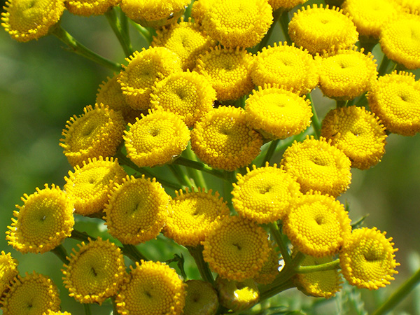 Tansy Tanacetum vulgare