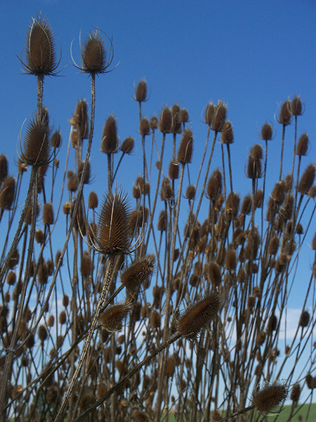 Teasel (Dipsacus fullonum) — a dry stand of seed heads.