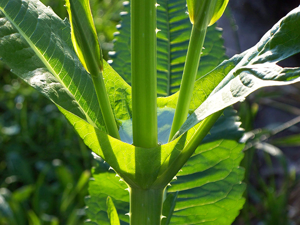 Teasel (Dipsacus fullonum) — leaves form water holding cups.