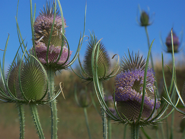 Pink and purple flowering teasel heads.