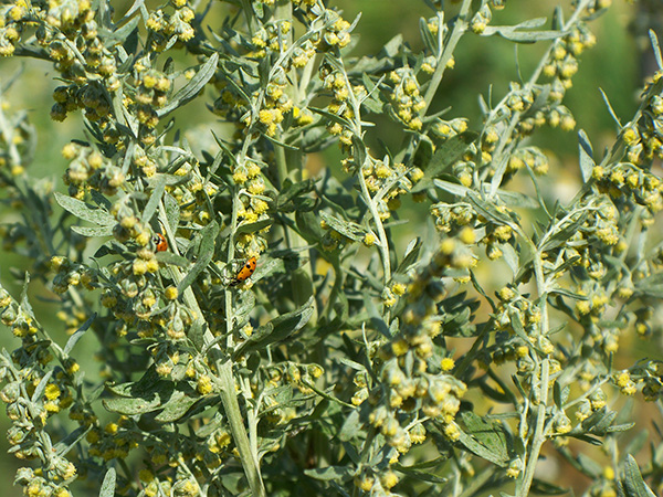 Wormwood (Artemisia absinthium) — tiny yellow flowers and ladybugs.