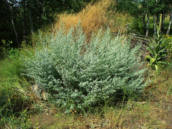 Silvery leaves of the wormwood plant.