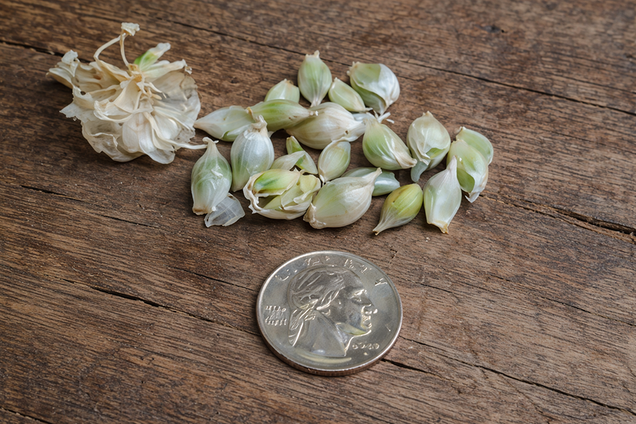 Red Egyptian Walking Onion mini cluster taken apart to show individual tiny topsets.