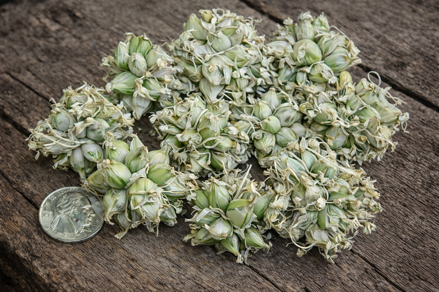White Egyptian Walking Onion mini topset clusters size reference.