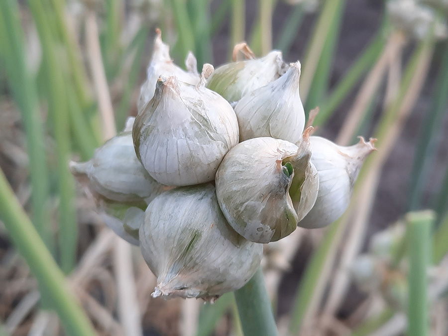 White Egyptian Walking Onion topsets