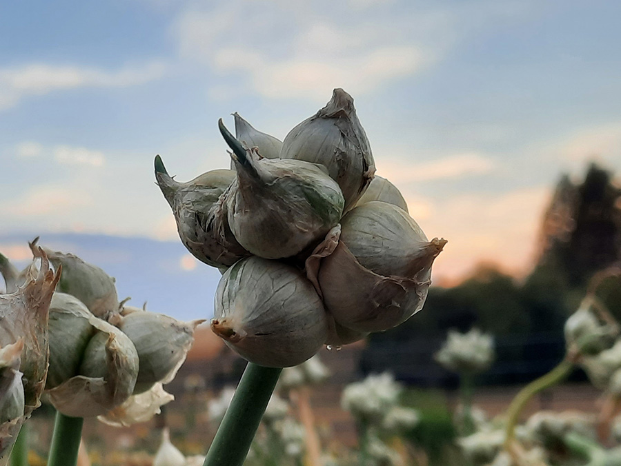 White Egyptian Walking Onion topset cluster as the sun sets.