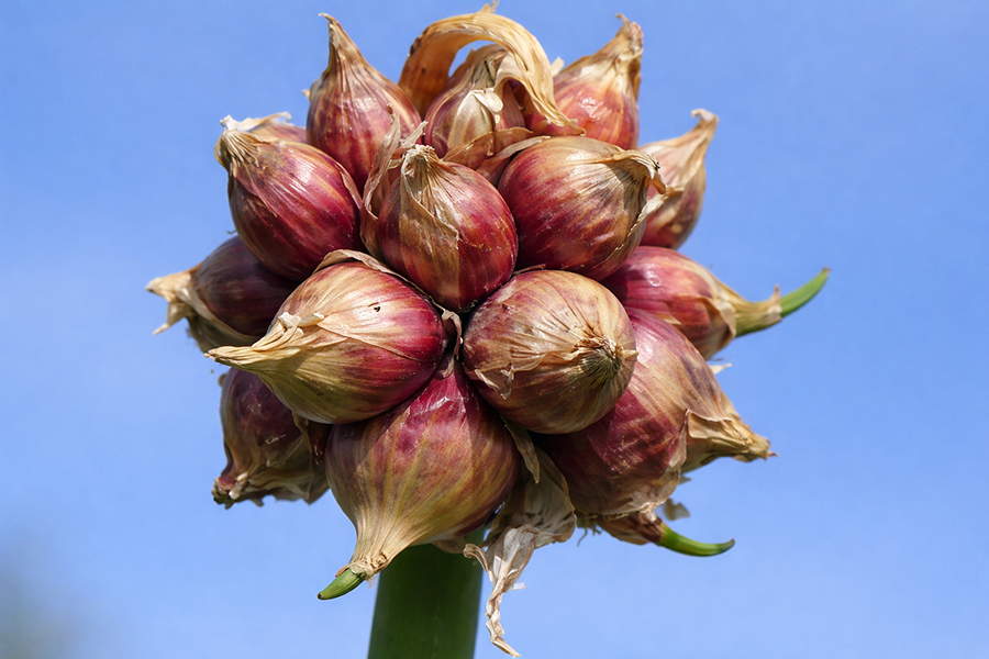 Egyptian Walking Onion red topsets cluster