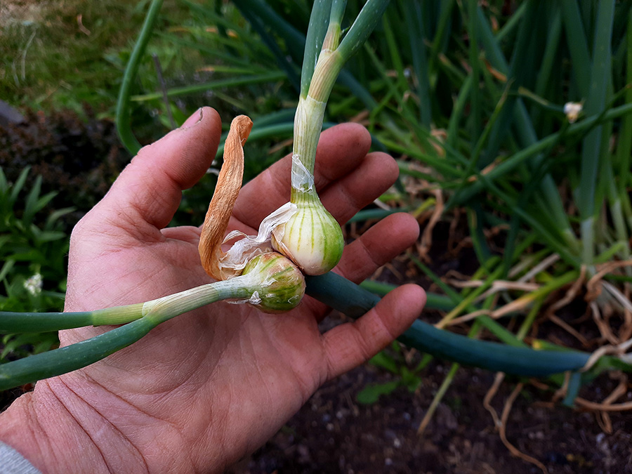Jumbo Red Egyptian Walking Onion topsets still growing.