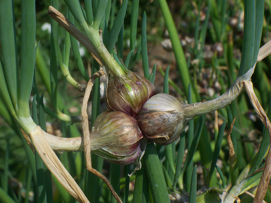Jumbo Red Egyptian Walking Onion topsets - growing plant.