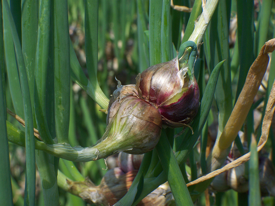 Red Egyptian Walking Onion jumbo topsets on plant.