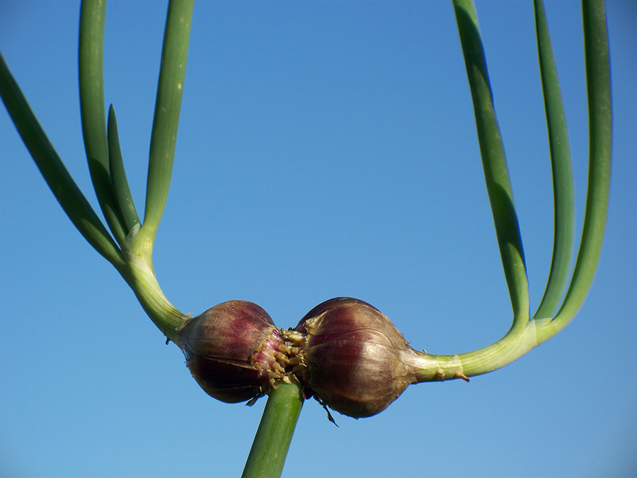 Red Egyptian Walking Onion jumbo topsets still attached to plant stalk.