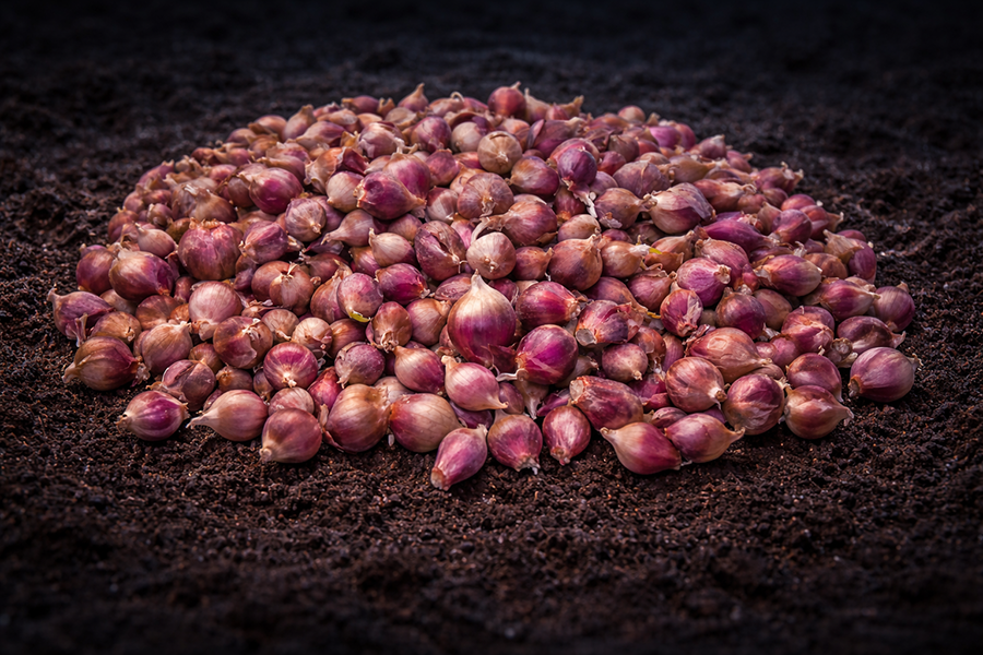 Red Egyptian Walking Onion topsets.