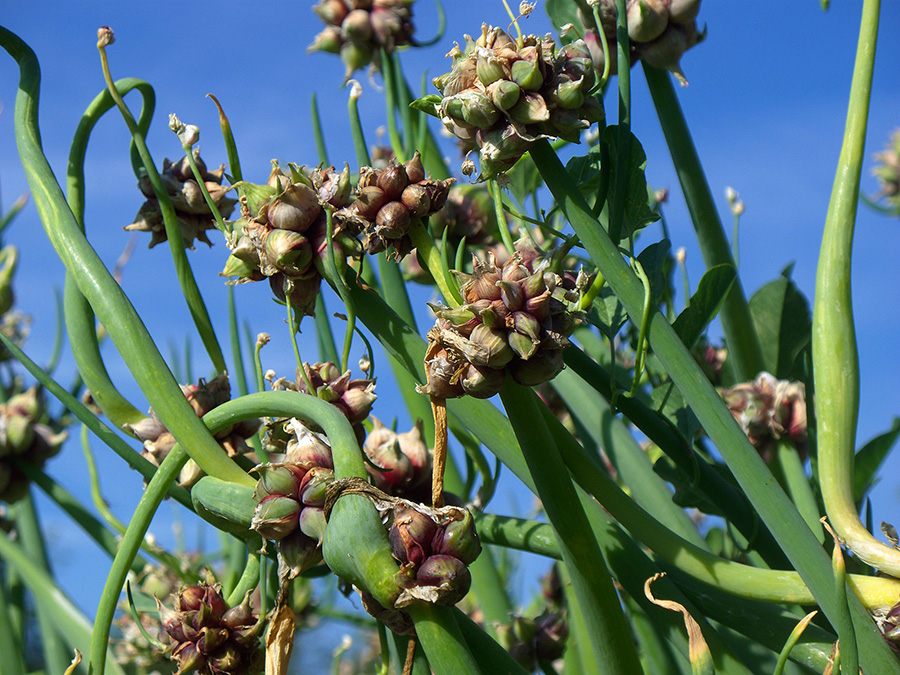 Red Egyptian Walking Onion topset clusters.