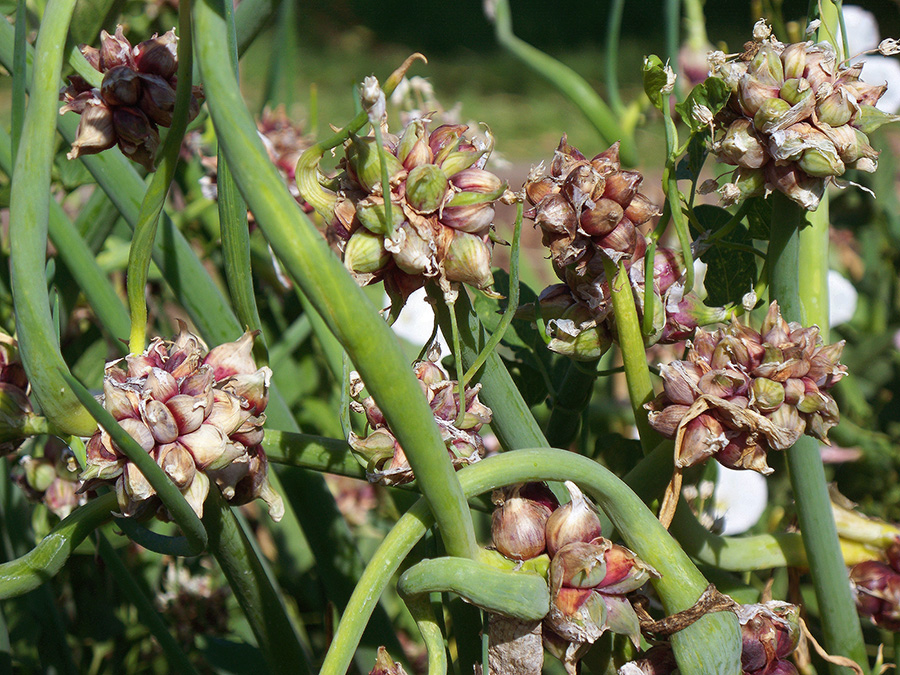 Red Egyptian Walking Onion topsets.