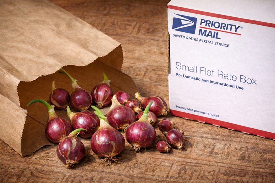 Red Egyptian Walking Onion topsets ready to ship in a small box.
