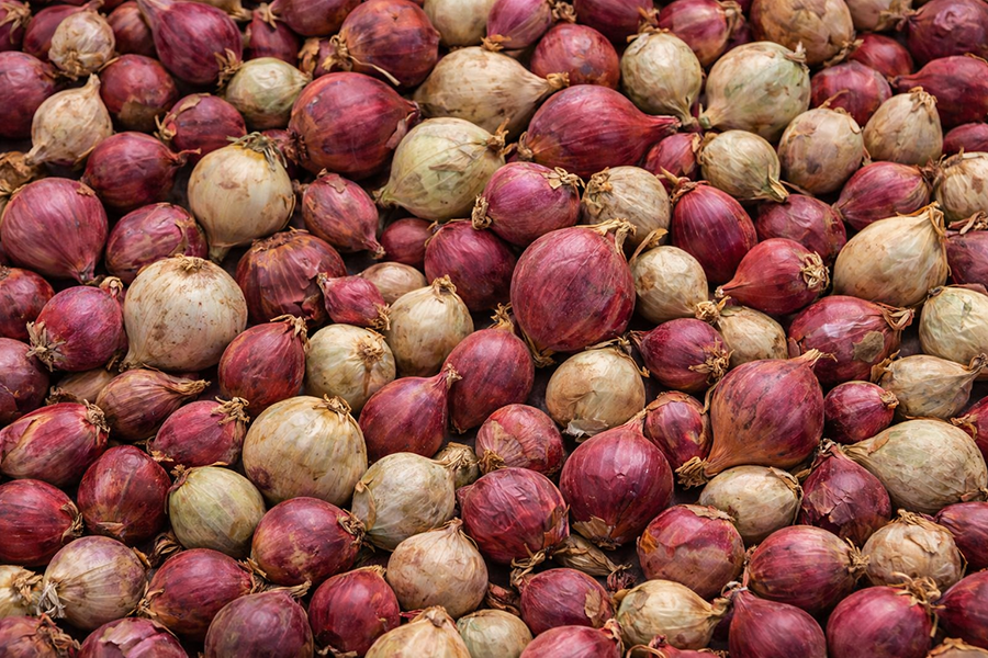 Red & White Egyptian Walking Onion topsets