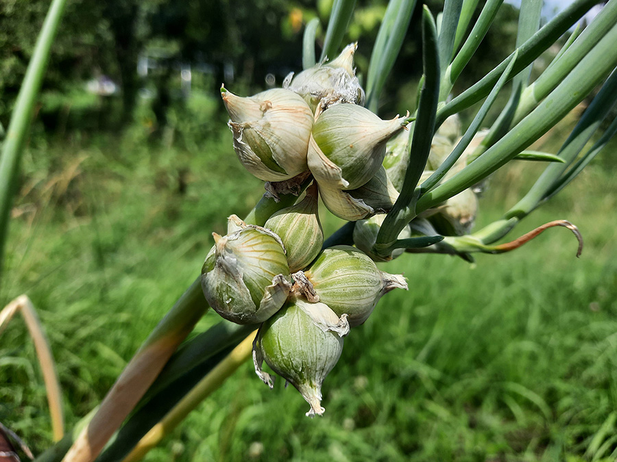 Clusters of white Egyptian Walking Onion topsets.