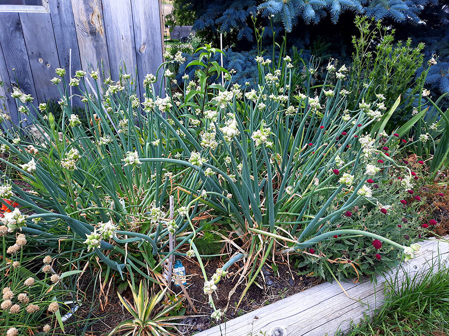 White Egyptian Walking Onion plants in garden.