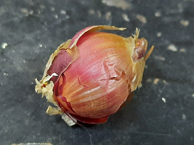 Egyptian Walking Onion topset 3 months after harvest, showing dry outer tunic layers.
