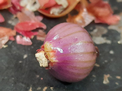 Topset with last dry skin removed, revealing a shiny pinkish live layer and more visible root nodules.