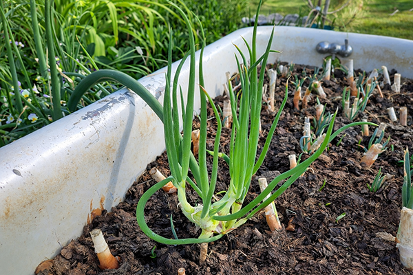 Egyptian Walking Onion topsets walking into a bathtub.